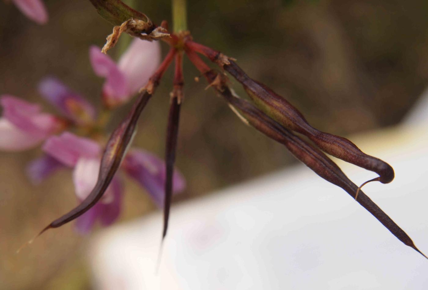 Vetch, Crown fruit